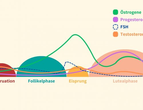 Zyklus & Training: Mythos vs. Fakten