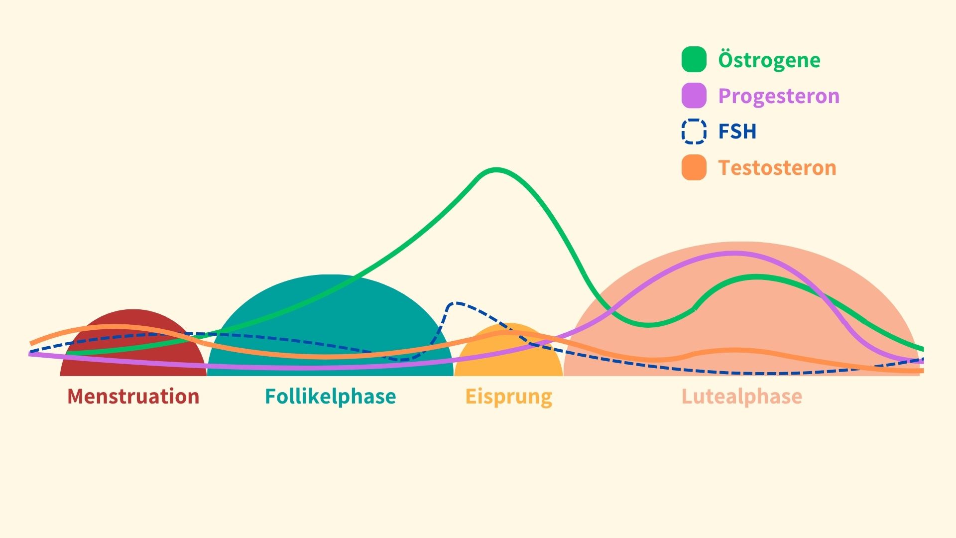 Hormonschwankungen in der Zyklus